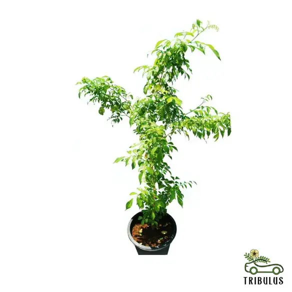 Murraya Paniculata - Orange Jasmine