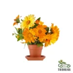 Calendula Officinalis, English Marigold