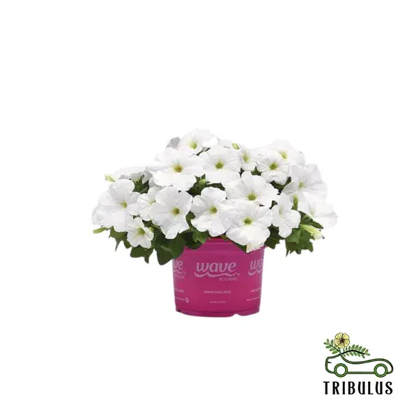 Cosmos-bipinnatus