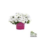 Cosmos-bipinnatus