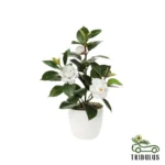 Japanese Camellia (Camellia japonica)