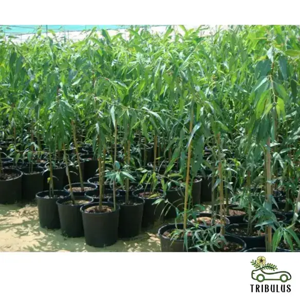 Eucalyptus