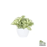 Fittonia - The Nerve Plant