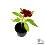 Celosia Plumosa Or Silver Cock’s comb