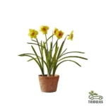 Daffodil, Narcissus
