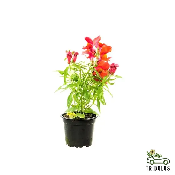 Antirrhium Majus, Snapdragon