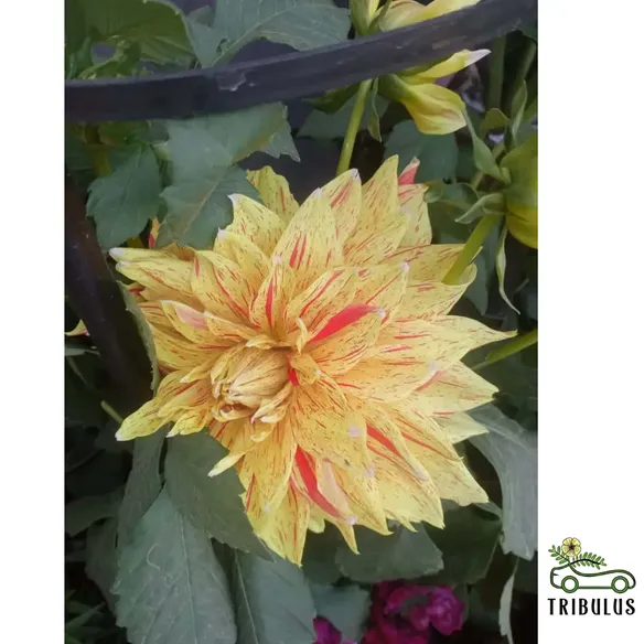 Dahlia Plant