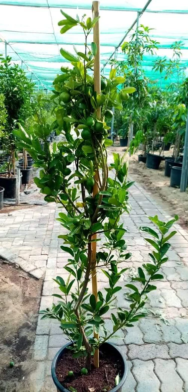 Lemon - Lemon Tree - Image 3