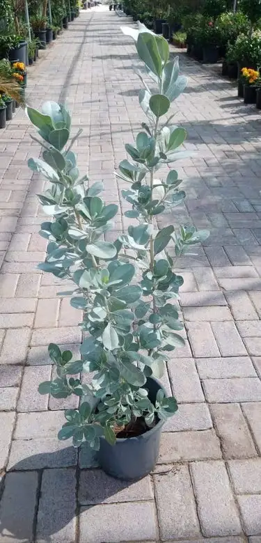 Silver Damas - Conocarpus Erectus