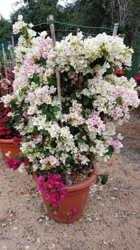 Bougainvillea Bushy-Paper Flower
