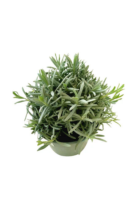 Lavender - Lavandula Dentata - Image 3