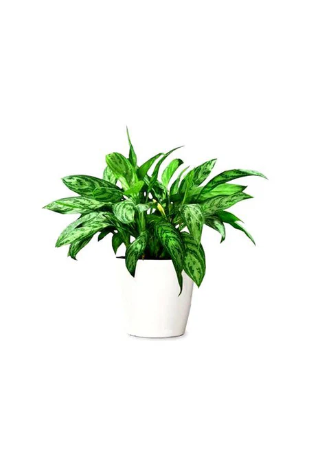 Aglaonema Maria - Chinese Evergreen