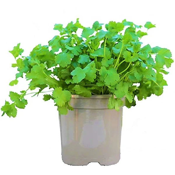 Coriander Plant - Image 4