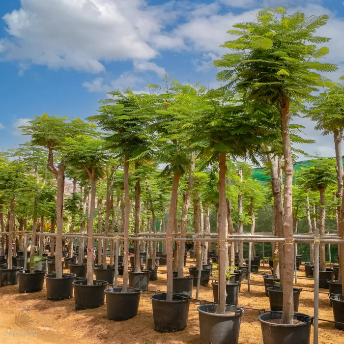 Delonix Regia, Flame Tree or Royal Poinciana
