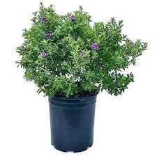 Leucophyllum frutescens(Texas Sage)
