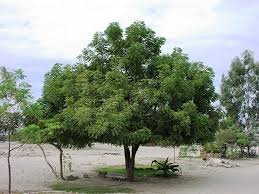 Neem Tree - Azadirachta Indica