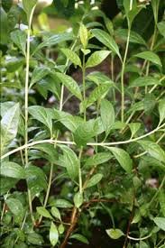 Henna “Lawsonia Inermis” Mehendi Plant - Image 3