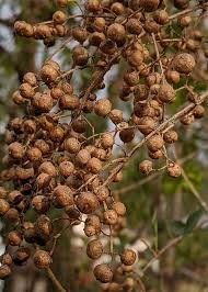 Henna “Lawsonia Inermis” Mehendi Plant