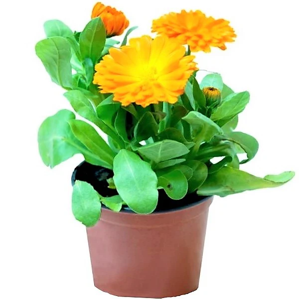 Calendula Officinalis, English Marigold