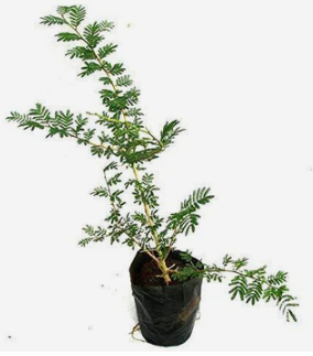 Ghaf-National Tree Of UAE-Prosopis Cineraria