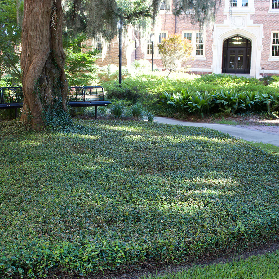 Ground Covers