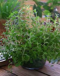 Sweet Marjoram