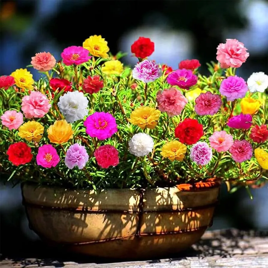 Portulaca Grandiflora | Rose Moss | 9cm pot - Image 5