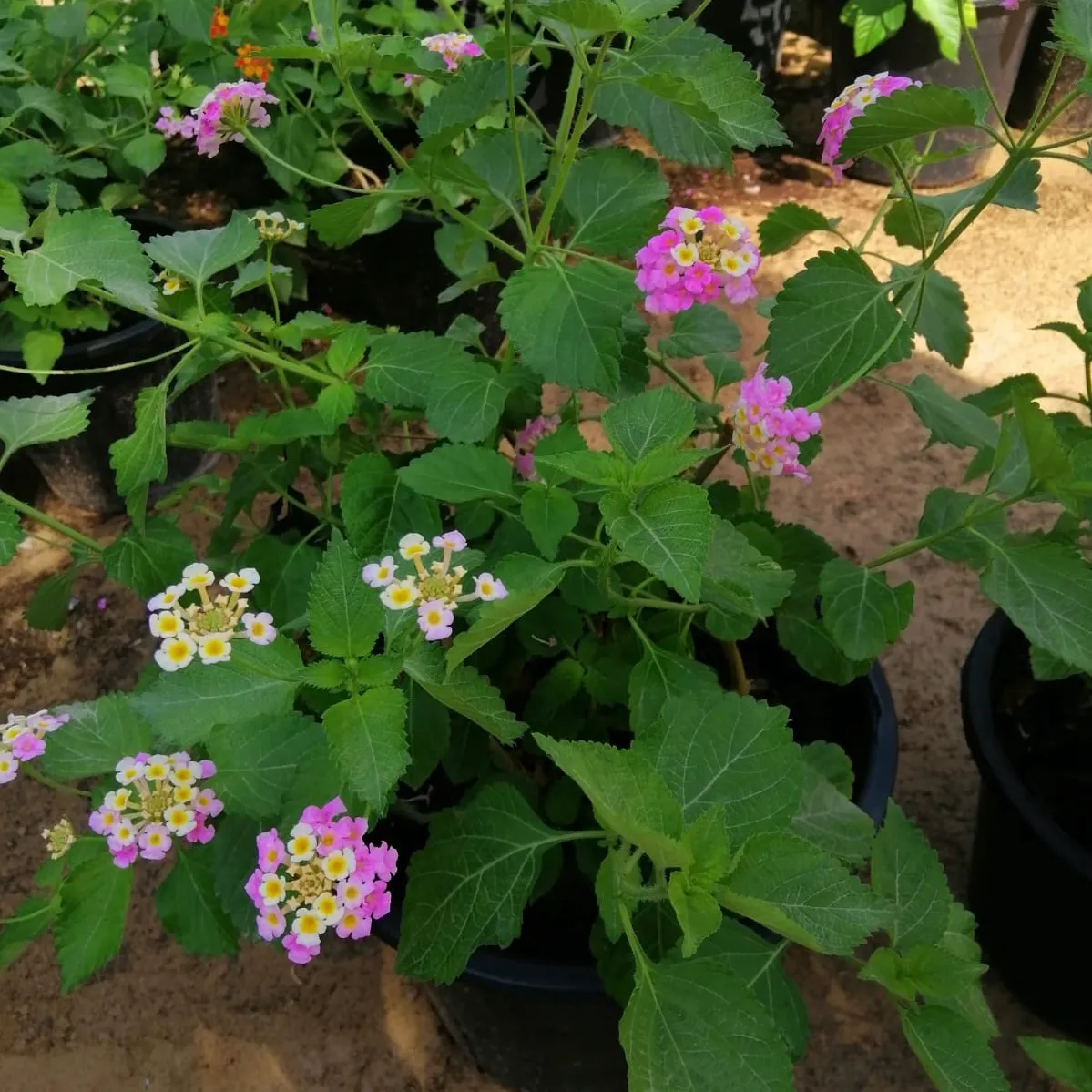 Common Lantana - Lantana camara