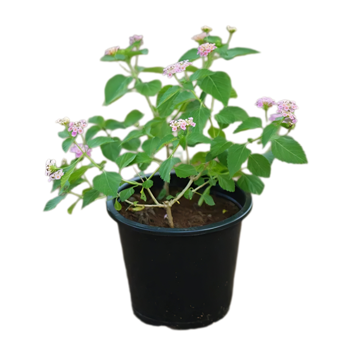 Common Lantana - Lantana camara - Image 3