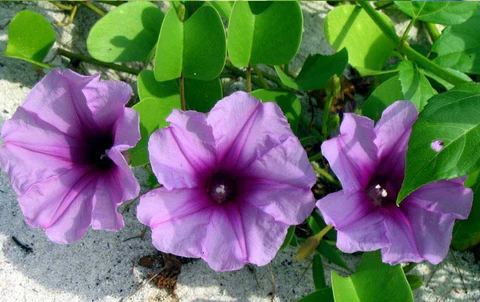Morning Glory - Ipomoea Pes-Caprae