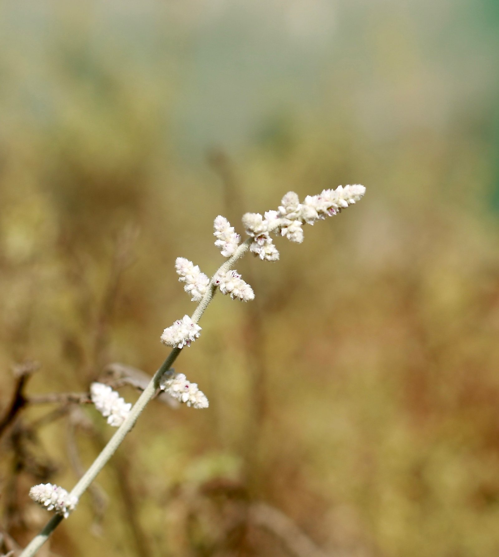 Aerva javanica (Kapok Bush)