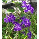 Sapphire Showers - Duranta Erecta