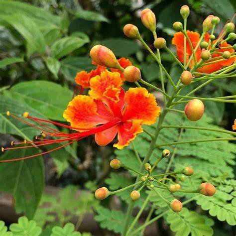 Caesalpinia Pulcherrima “Peacock Flower”