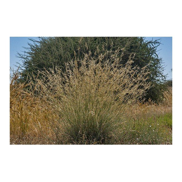 Cymbopogon Commutatus