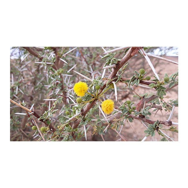 Acacia Ehrenbergiana (سلم)