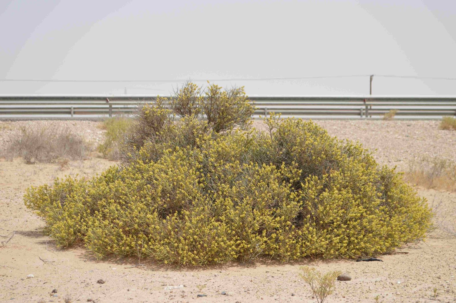 Ochradenus Arabicus - Image 3
