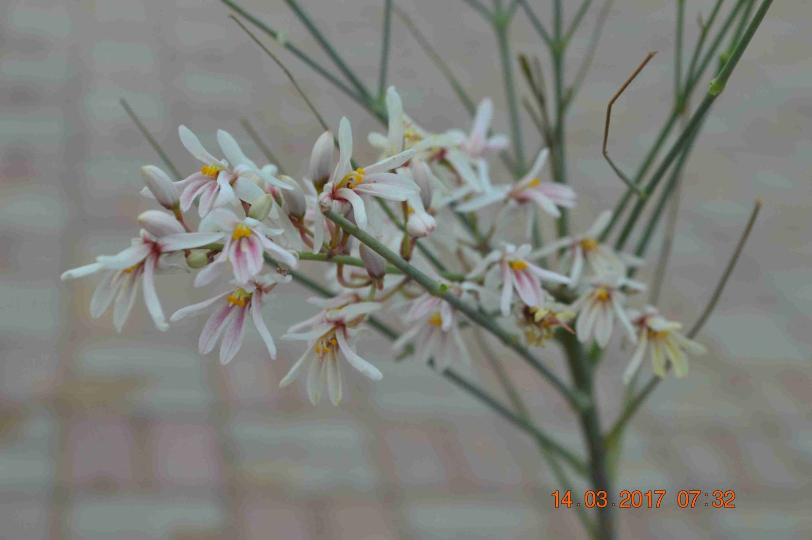 Moringa Peregrina (شو ع)