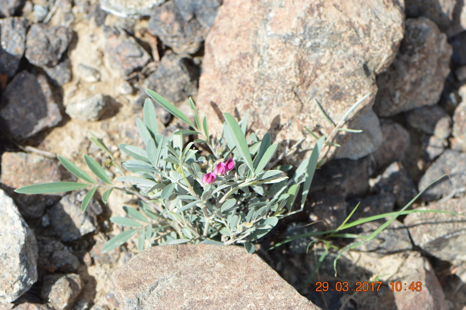 Tephrosia Apollinea (ظفرة عريضة) - Image 3