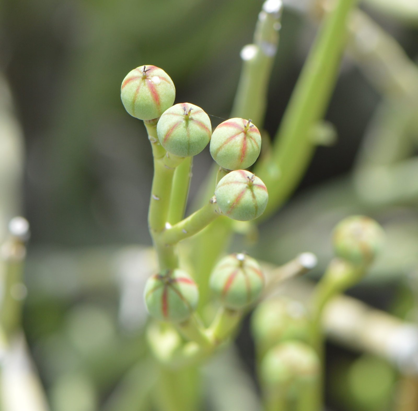 Euhorpbia larica (عرنج) - Image 3