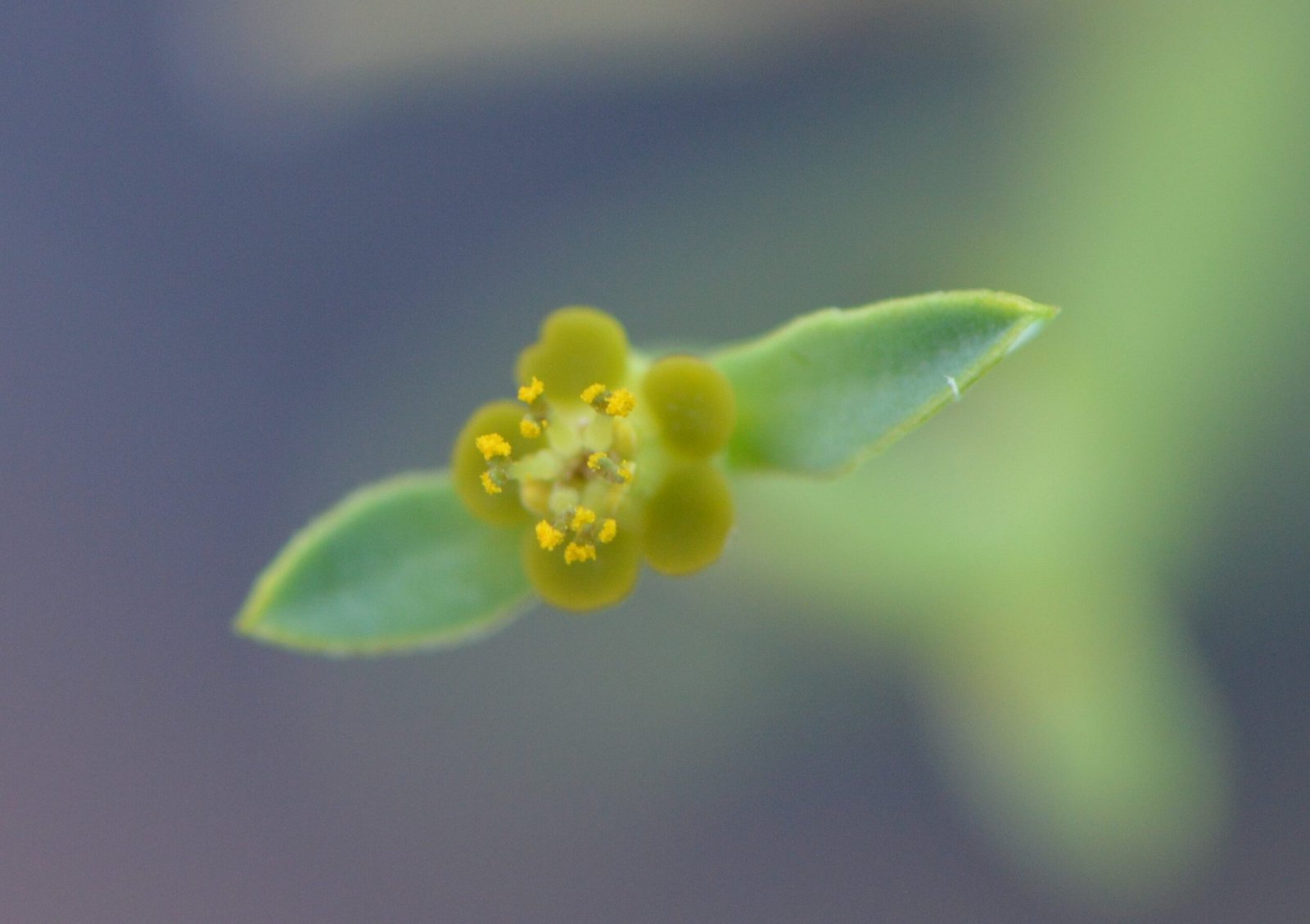 Euhorpbia larica (عرنج) - Image 4