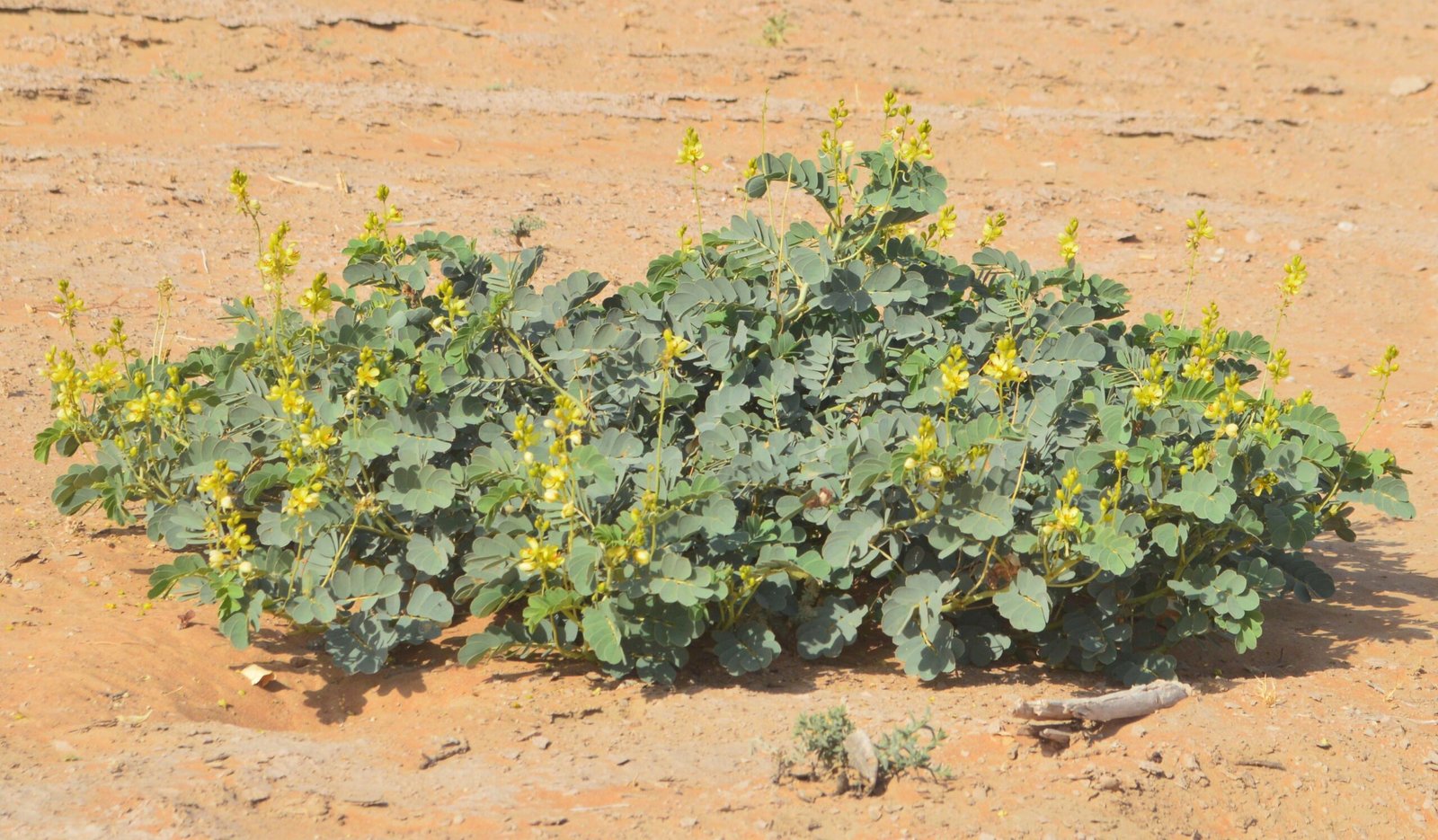 Senna Italica (سنا- عشرق) - Image 3