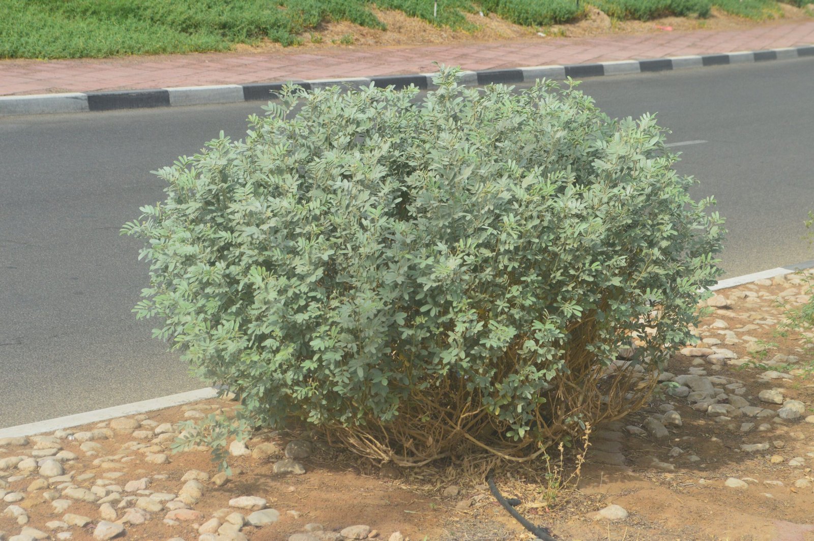 Tephrosia Apollinea (ظفرة عريضة) - Image 4