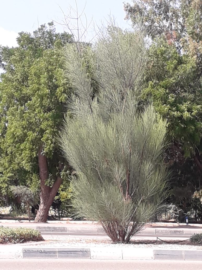 Moringa Peregrina (شو ع) - Image 4
