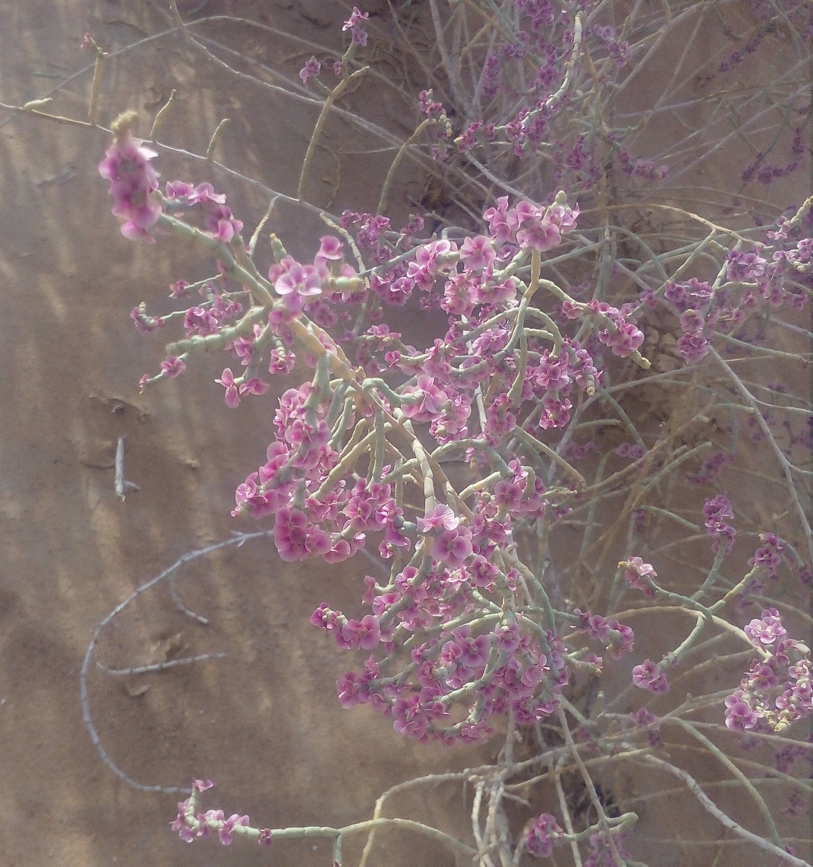 Haloxylon Salicornicum (Hamada elegans) (رمث)