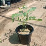 Senna Italica (سنا- عشرق)
