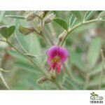 Tephrosia Apollinea (ظفرة عريضة)