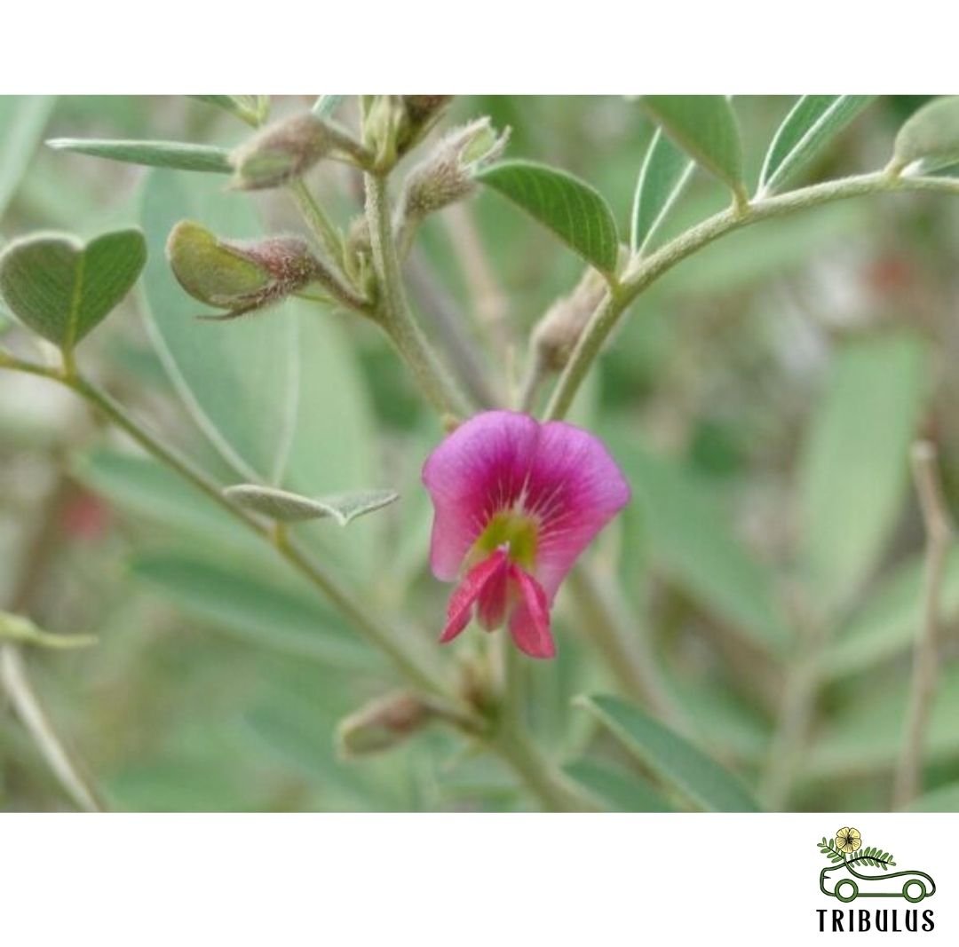 Tephrosia Apollinea (ظفرة عريضة)