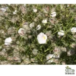 Convolvulus virgatus