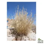 Cymbopogon Commutatus - 25-30 Cm V15 Pot