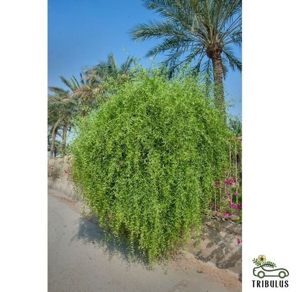 Salvadora Persica (-راك)